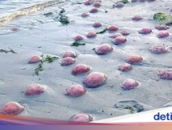 Pantai Buton Ditengah Dipenuhi Ubur-ubur Merah Muda, Apa Penyebabnya?