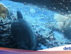 Kronologi Lengkap WN China Panah dan Santap Penyu Sisik Hingga Raja Ampat