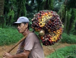 Regulasi Tertinggal Perkembangan, Asosiasi Petani Dorong Pembaruan Aturan Produk Hilirisasi Sawit