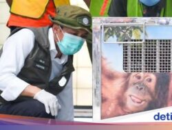 Heera, Orang Utan yang Diselamatkan Hingga India, Akhirnya Pulang Kampung